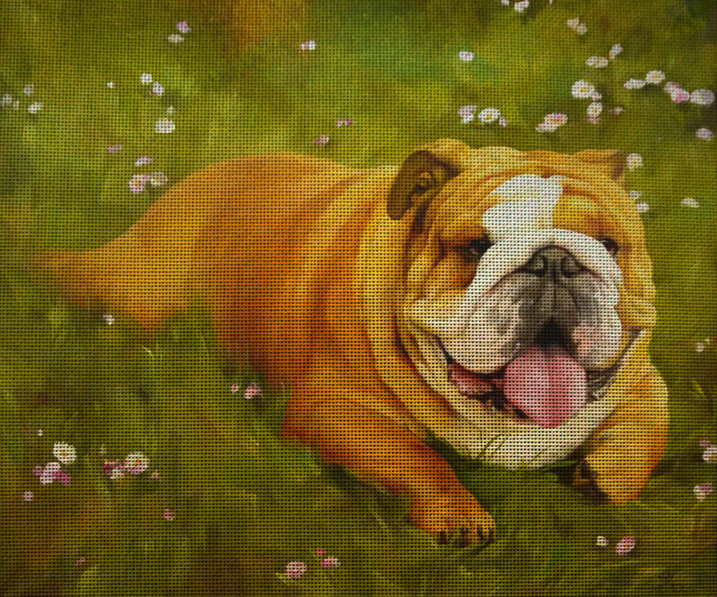 Needlepoint canvas 'English Buldog'